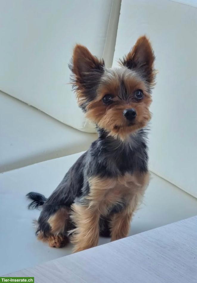 Bild 2: 2 Mini Yorkshire Terrier (Geschwister) Rüde und Weibchen