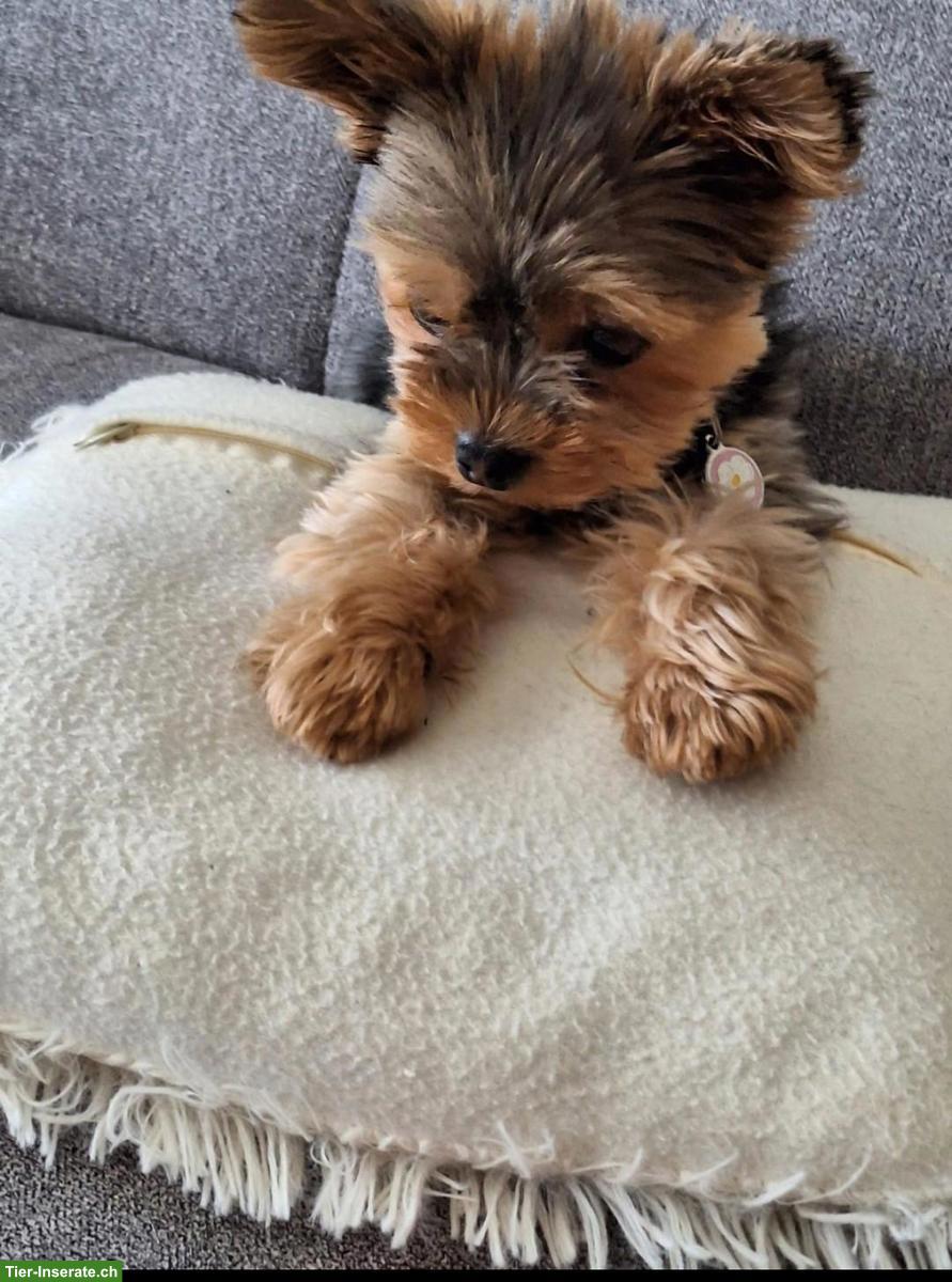 Bild 3: 2 Mini Yorkshire Terrier (Geschwister) Rüde und Weibchen