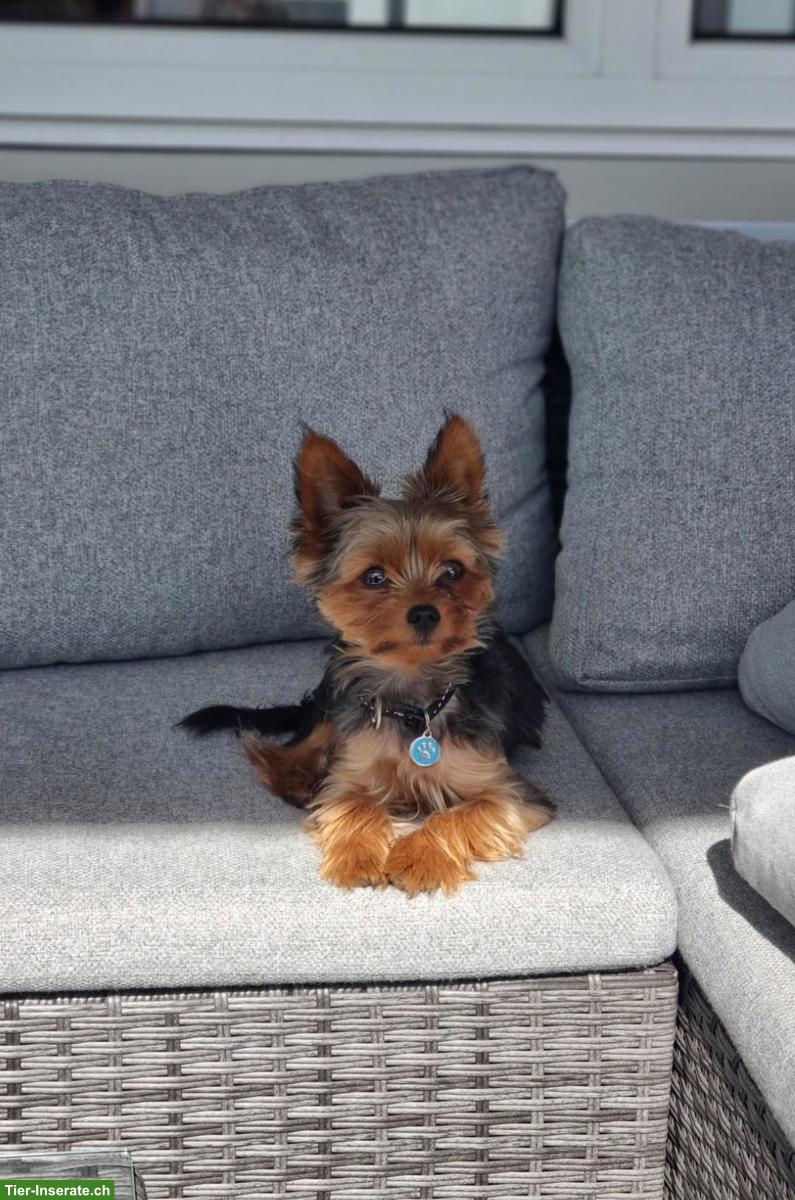 Bild 5: 2 Mini Yorkshire Terrier (Geschwister) Rüde und Weibchen