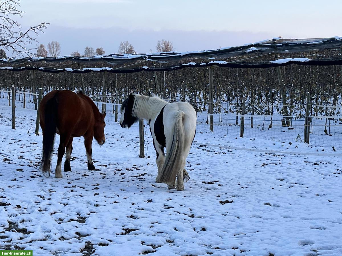 Bild 2: Allergiker Stall gesucht in der Ostschweiz