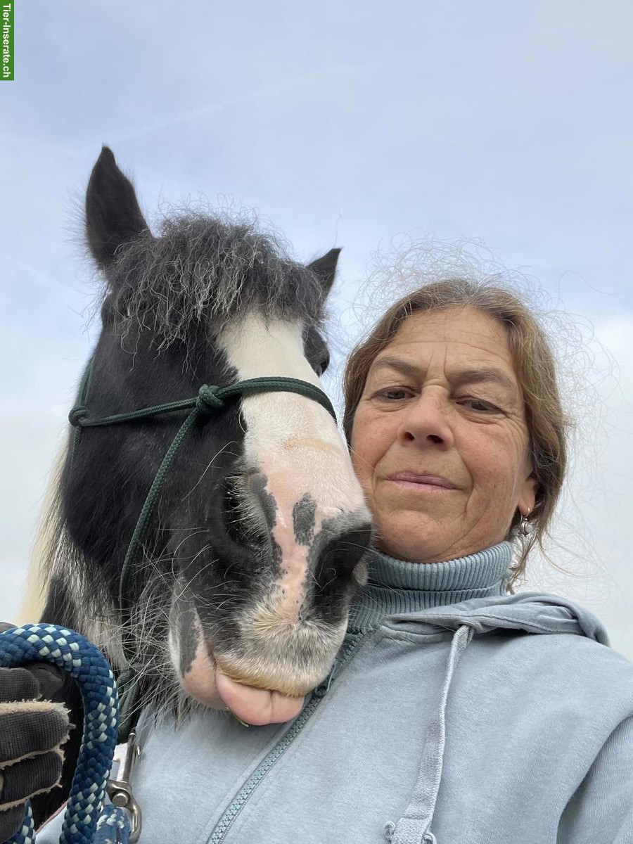 Bild 3: Allergiker Stall gesucht in der Ostschweiz