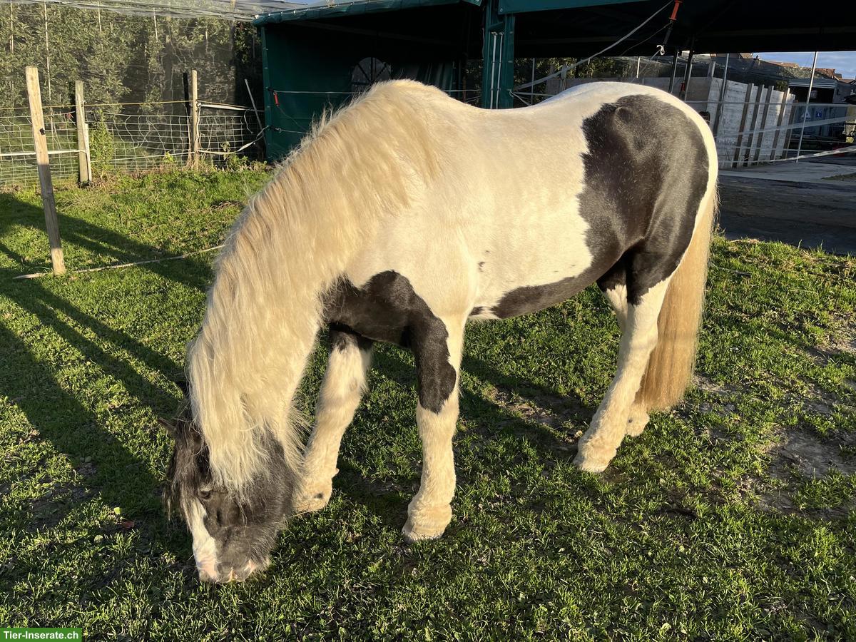 Bild 4: Allergiker Stall gesucht in der Ostschweiz