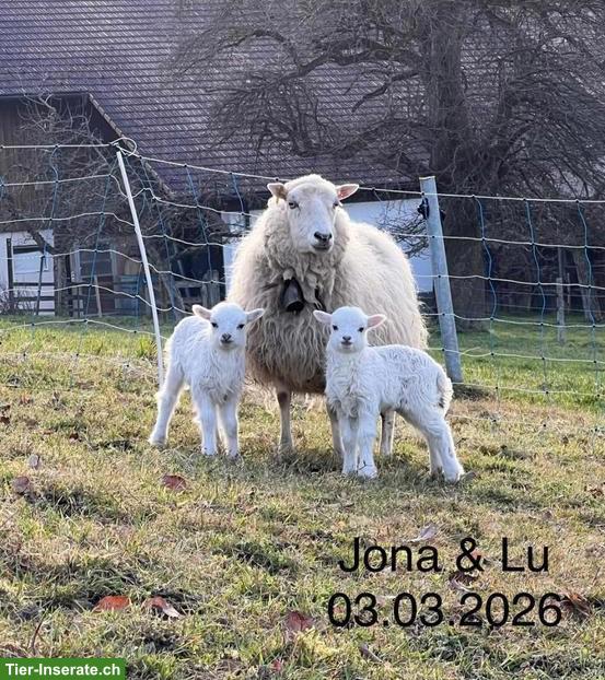 Skudde Aue mit 2 Lämmern zu verkaufen