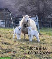 Skudde Aue mit 2 Lämmern zu verkaufen