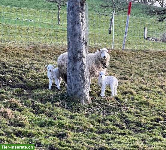 Bild 2: Skudde Aue mit 2 Lämmern zu verkaufen