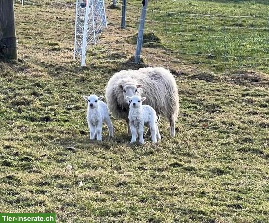 Bild 3: Skudde Aue mit 2 Lämmern zu verkaufen