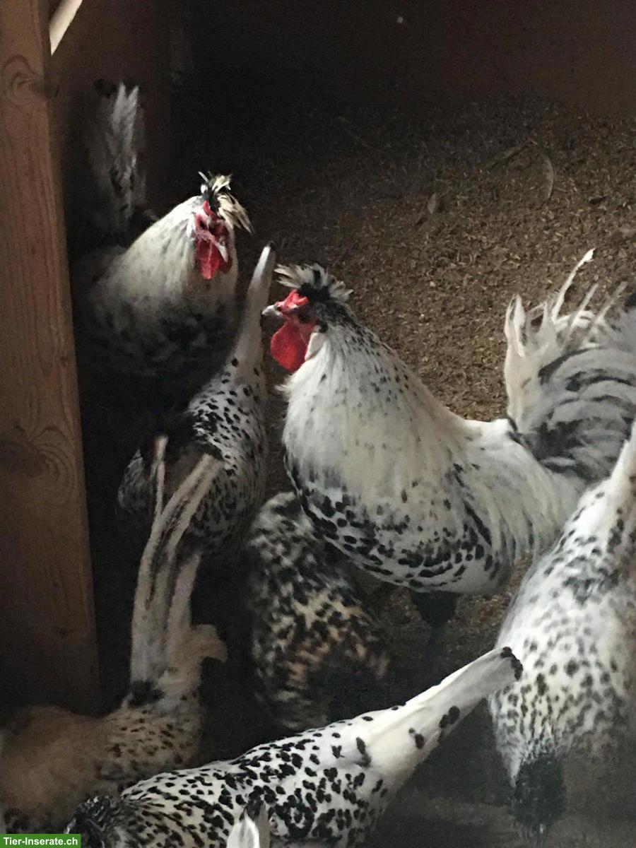Appenzeller Spitzhauben Hahn, evtl. für Zucht geeignet
