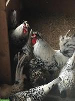 Appenzeller Spitzhauben Hahn, evtl. für Zucht geeignet