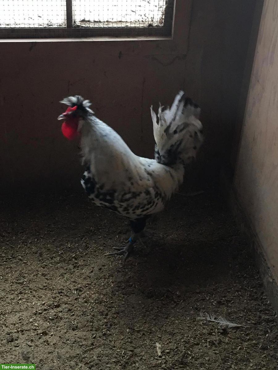 Bild 2: Appenzeller Spitzhauben Hahn, evtl. für Zucht geeignet