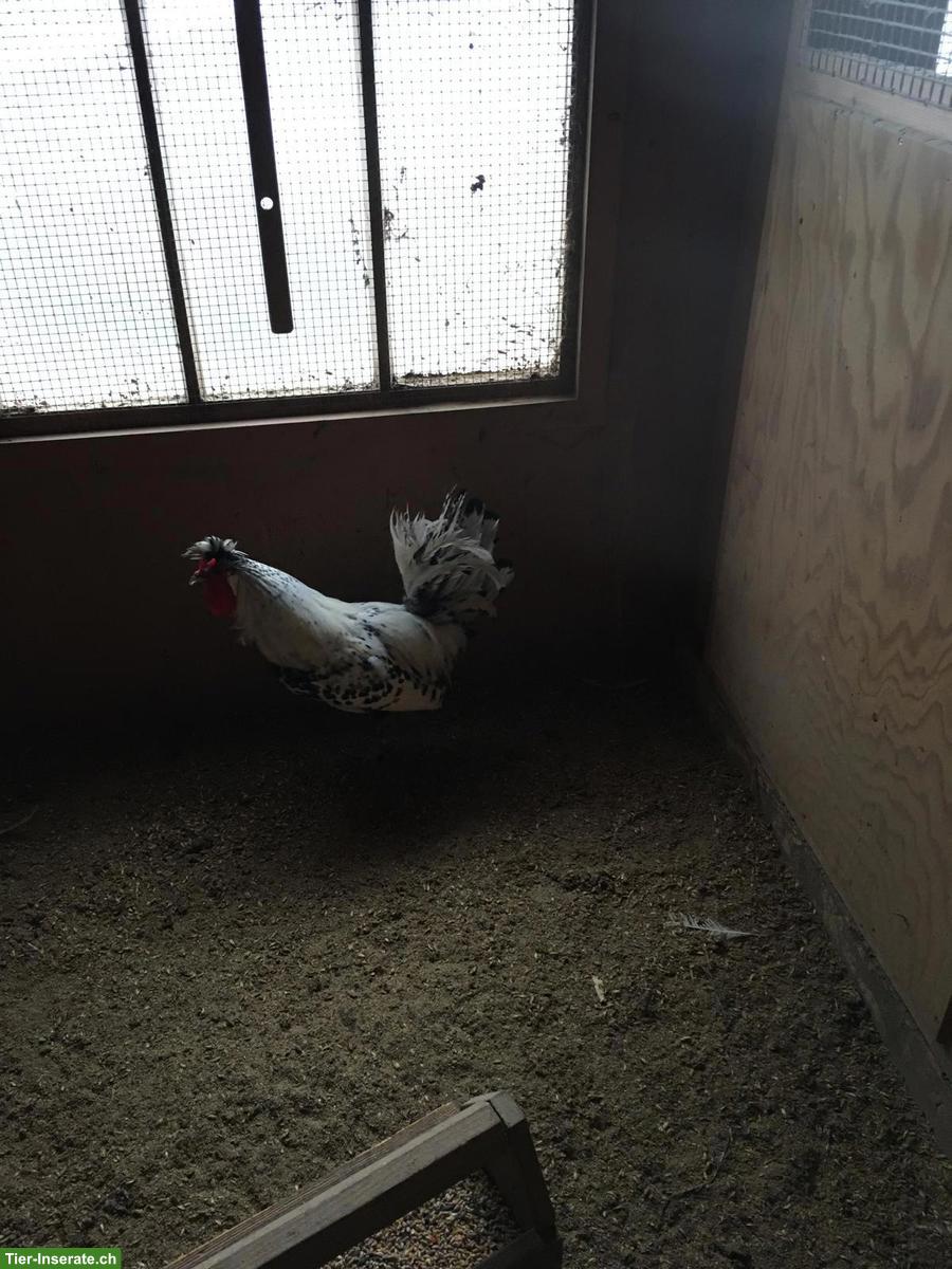 Bild 3: Appenzeller Spitzhauben Hahn, evtl. für Zucht geeignet