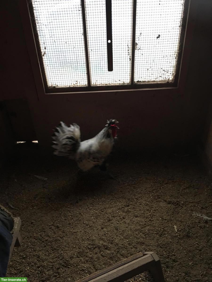 Bild 4: Appenzeller Spitzhauben Hahn, evtl. für Zucht geeignet