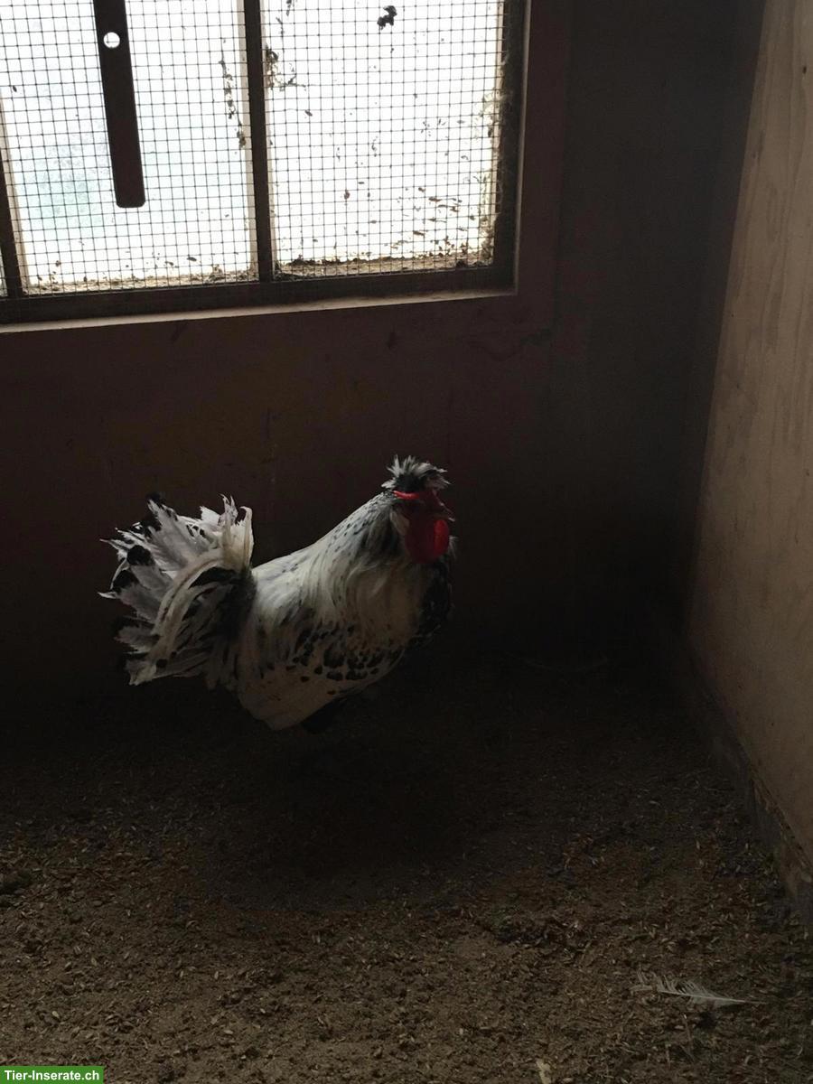 Bild 5: Appenzeller Spitzhauben Hahn, evtl. für Zucht geeignet