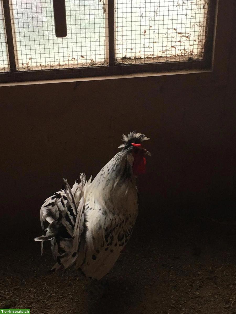 Bild 6: Appenzeller Spitzhauben Hahn, evtl. für Zucht geeignet