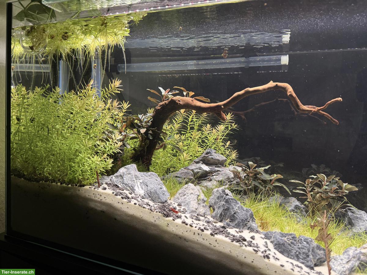 Aquascape Komplettset 112L mit Garnelen, Pflanzen & Zubehör