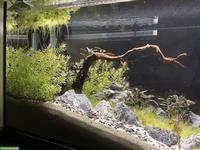 Aquascape Komplettset 112L mit Garnelen, Pflanzen & Zubehör