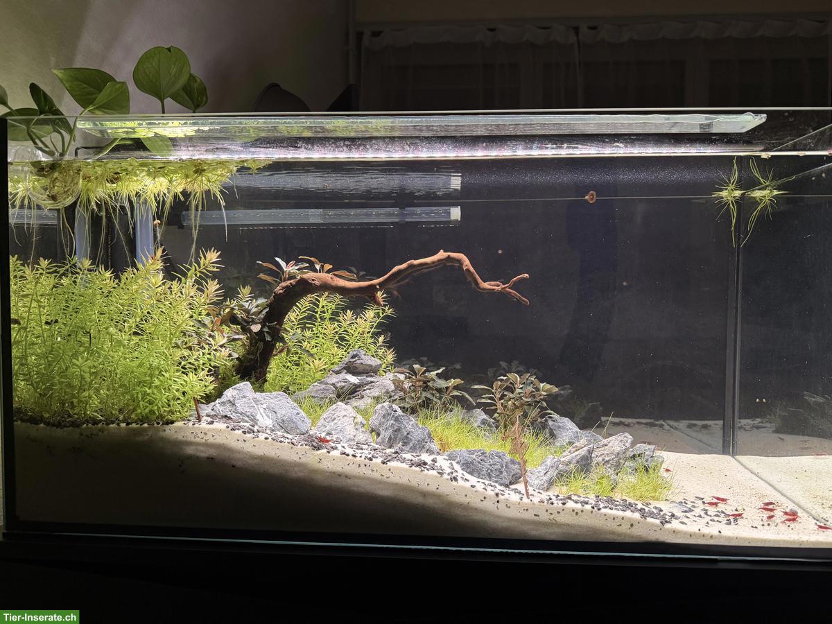 Bild 2: Aquascape Komplettset 112L mit Garnelen, Pflanzen & Zubehör