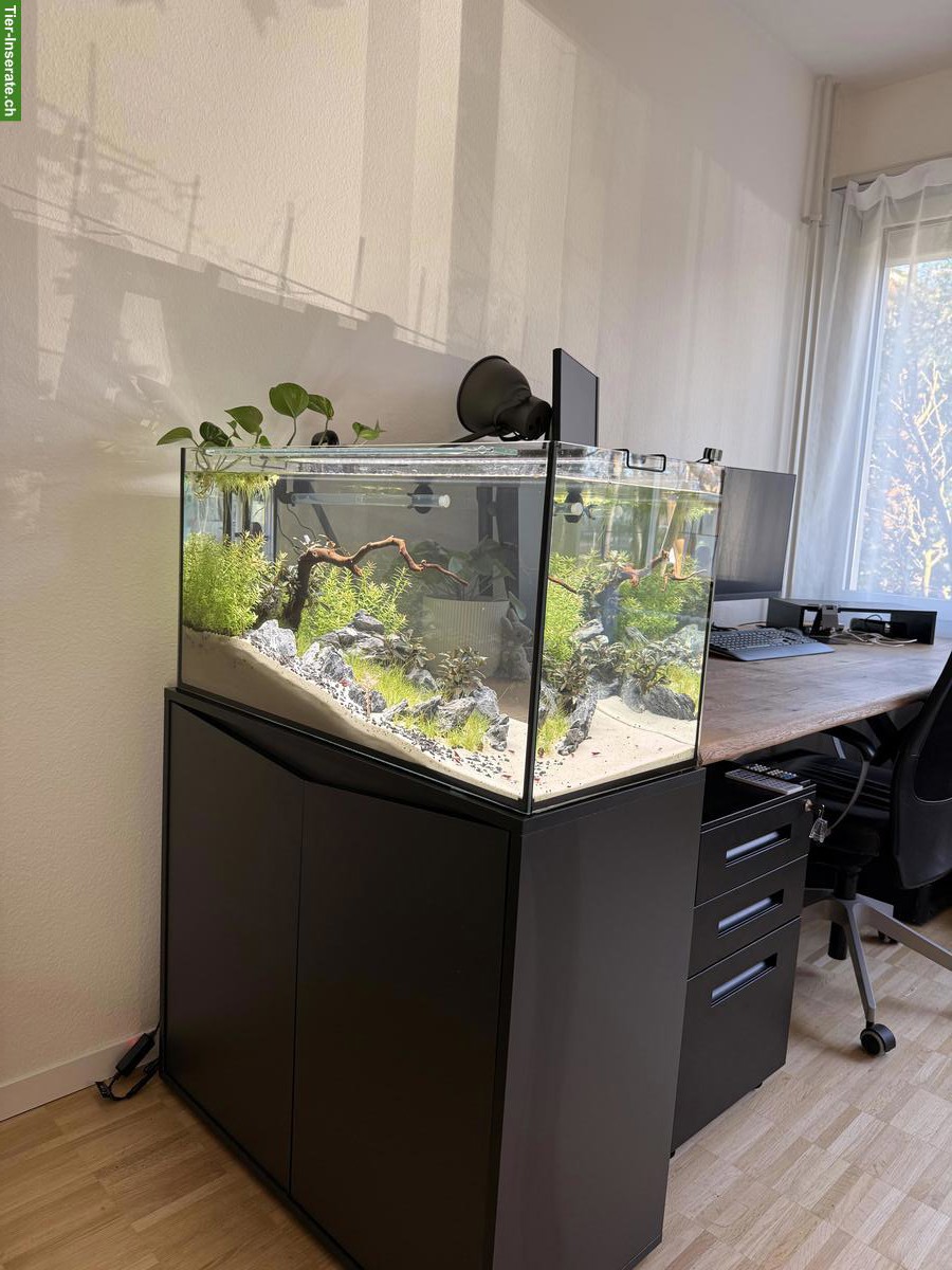 Bild 3: Aquascape Komplettset 112L mit Garnelen, Pflanzen & Zubehör