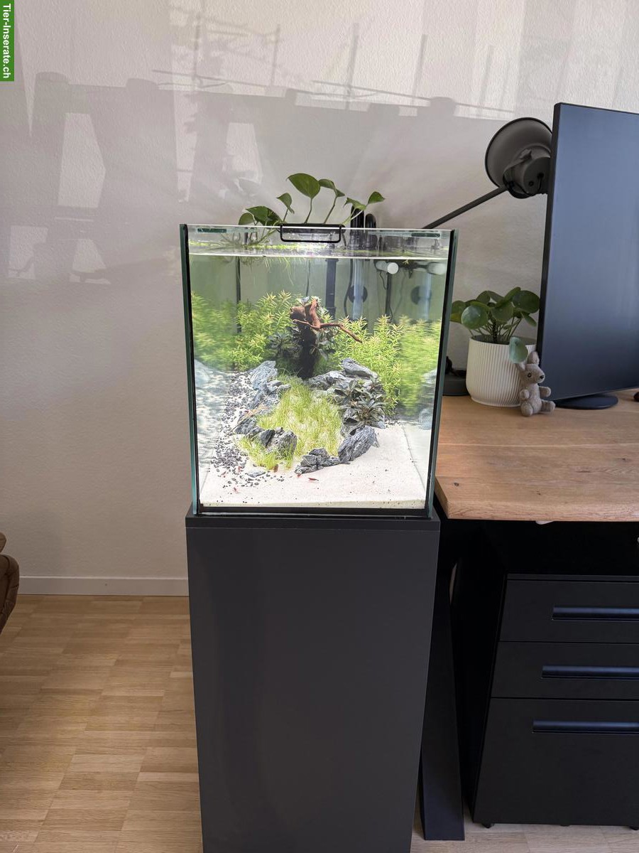 Bild 5: Aquascape Komplettset 112L mit Garnelen, Pflanzen & Zubehör