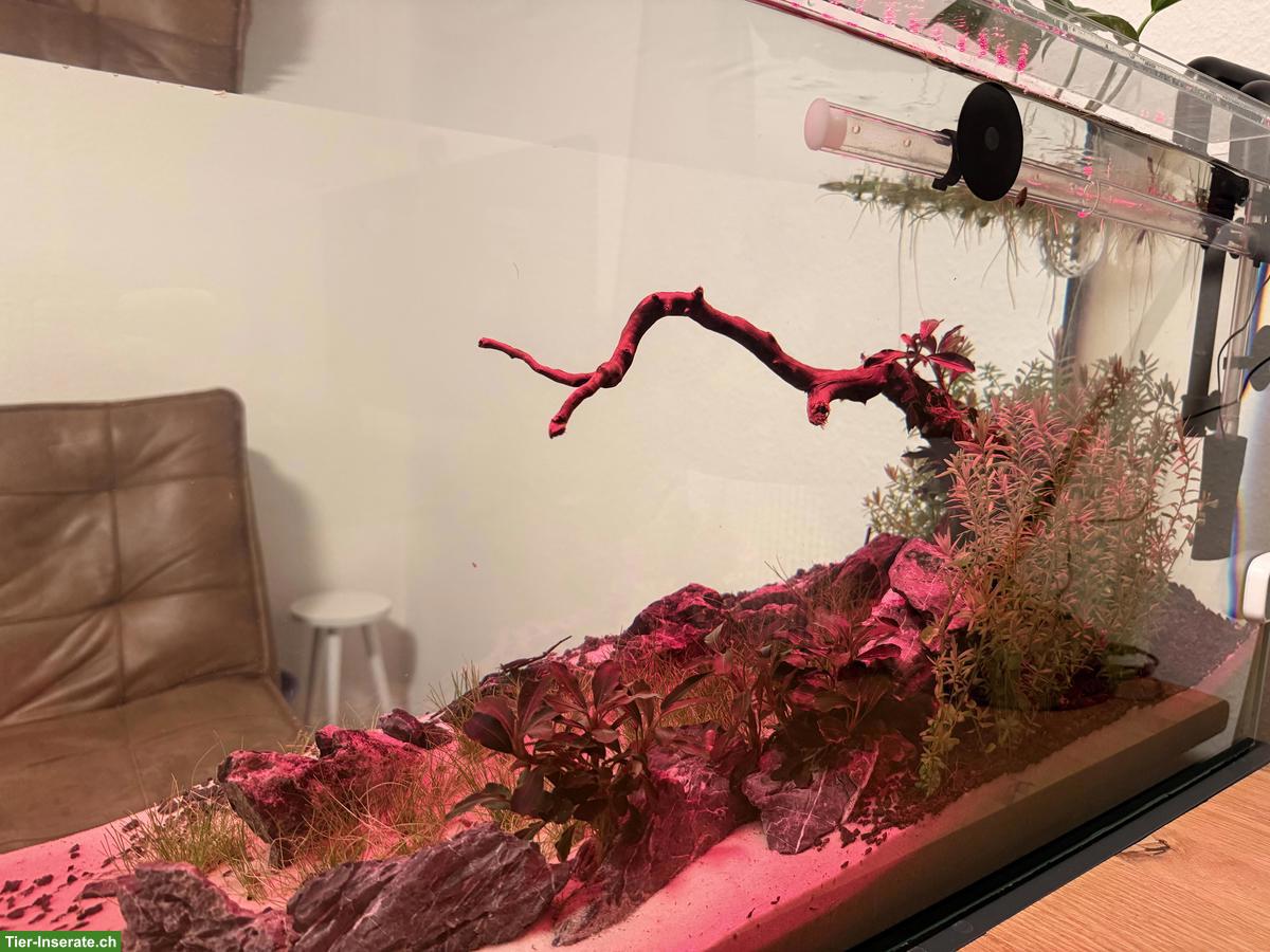 Bild 6: Aquascape Komplettset 112L mit Garnelen, Pflanzen & Zubehör