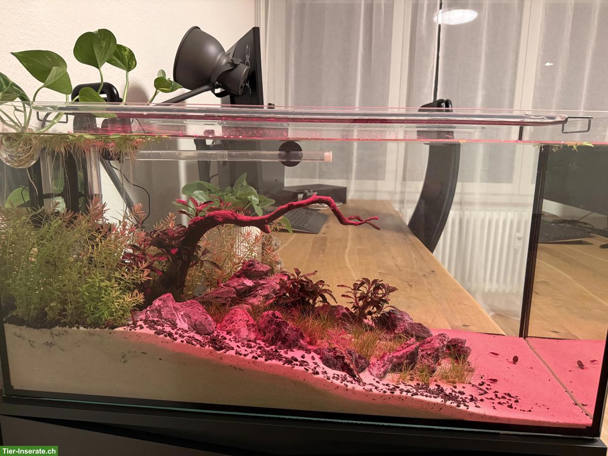 Bild 7: Aquascape Komplettset 112L mit Garnelen, Pflanzen & Zubehör