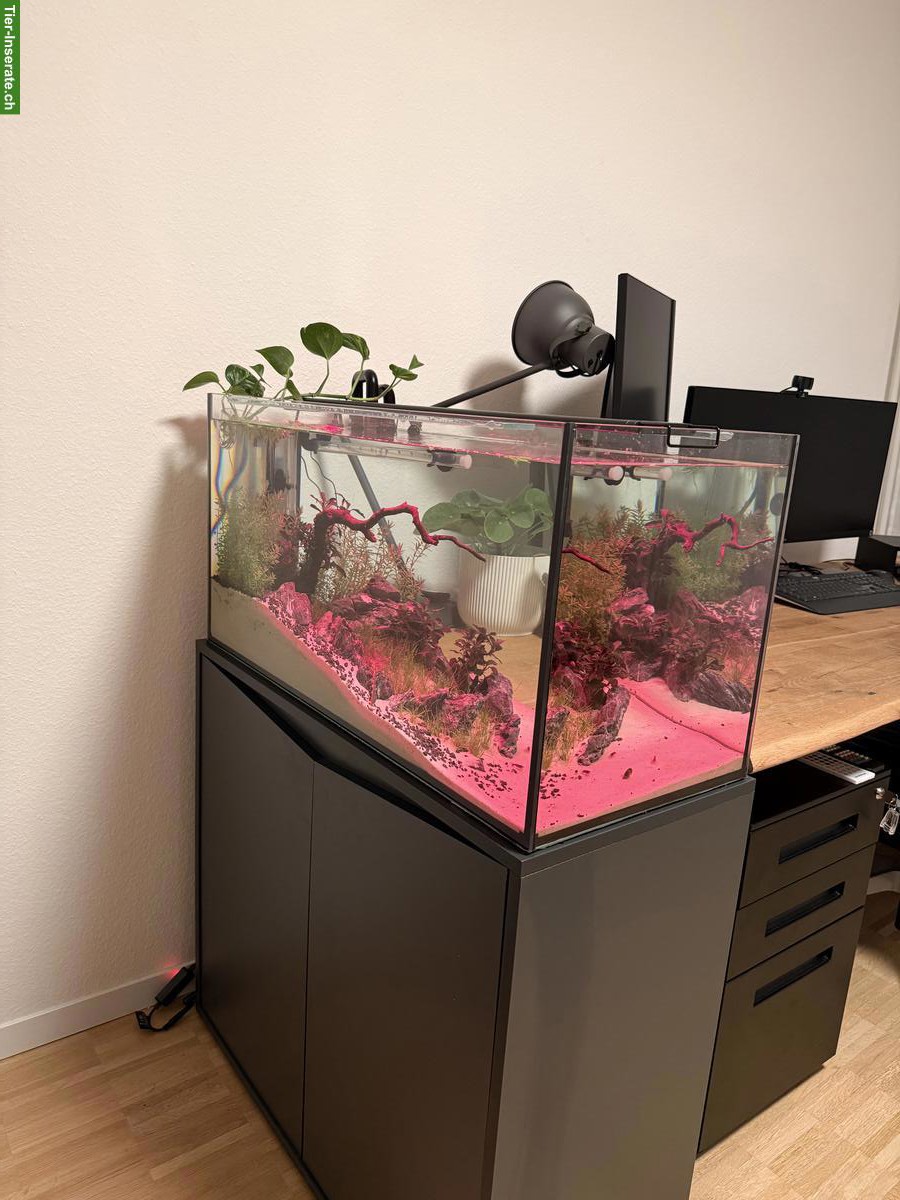 Bild 8: Aquascape Komplettset 112L mit Garnelen, Pflanzen & Zubehör