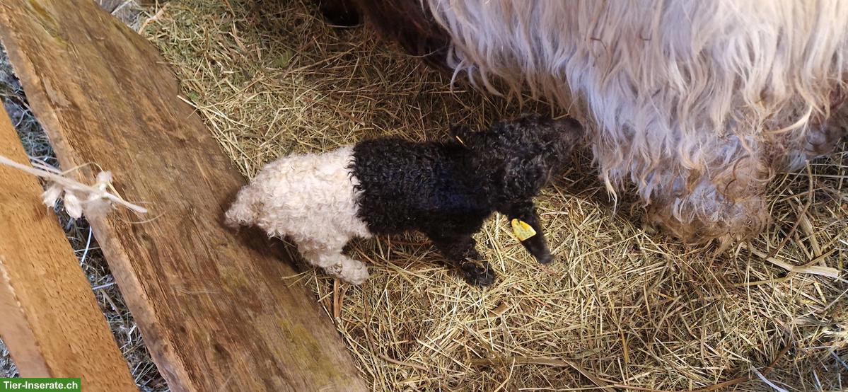 Walliser Schwarzhalsziegen-Böckli zu verkaufen