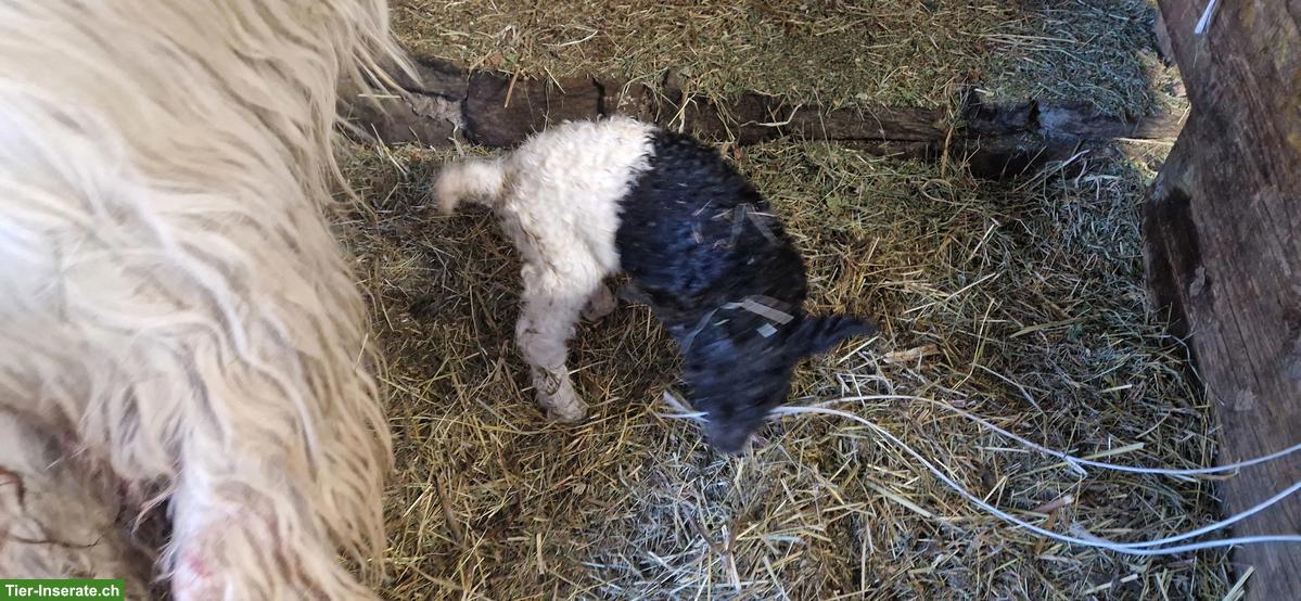 Bild 2: Walliser Schwarzhalsziegen-Böckli zu verkaufen
