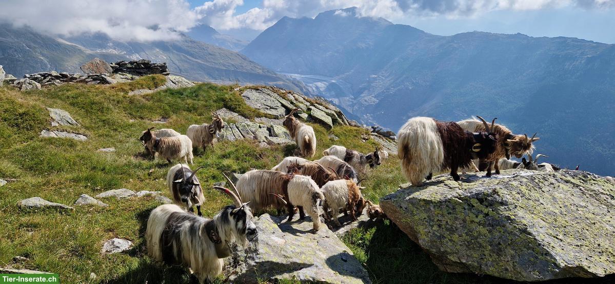 Walliserziegen-Böckli zu verkaufen