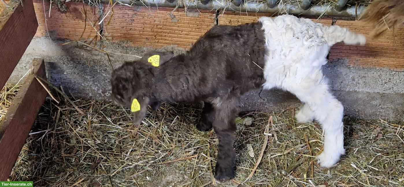 Bild 2: Kastriertes Kupferhals Ziegenböckli zu verkaufen