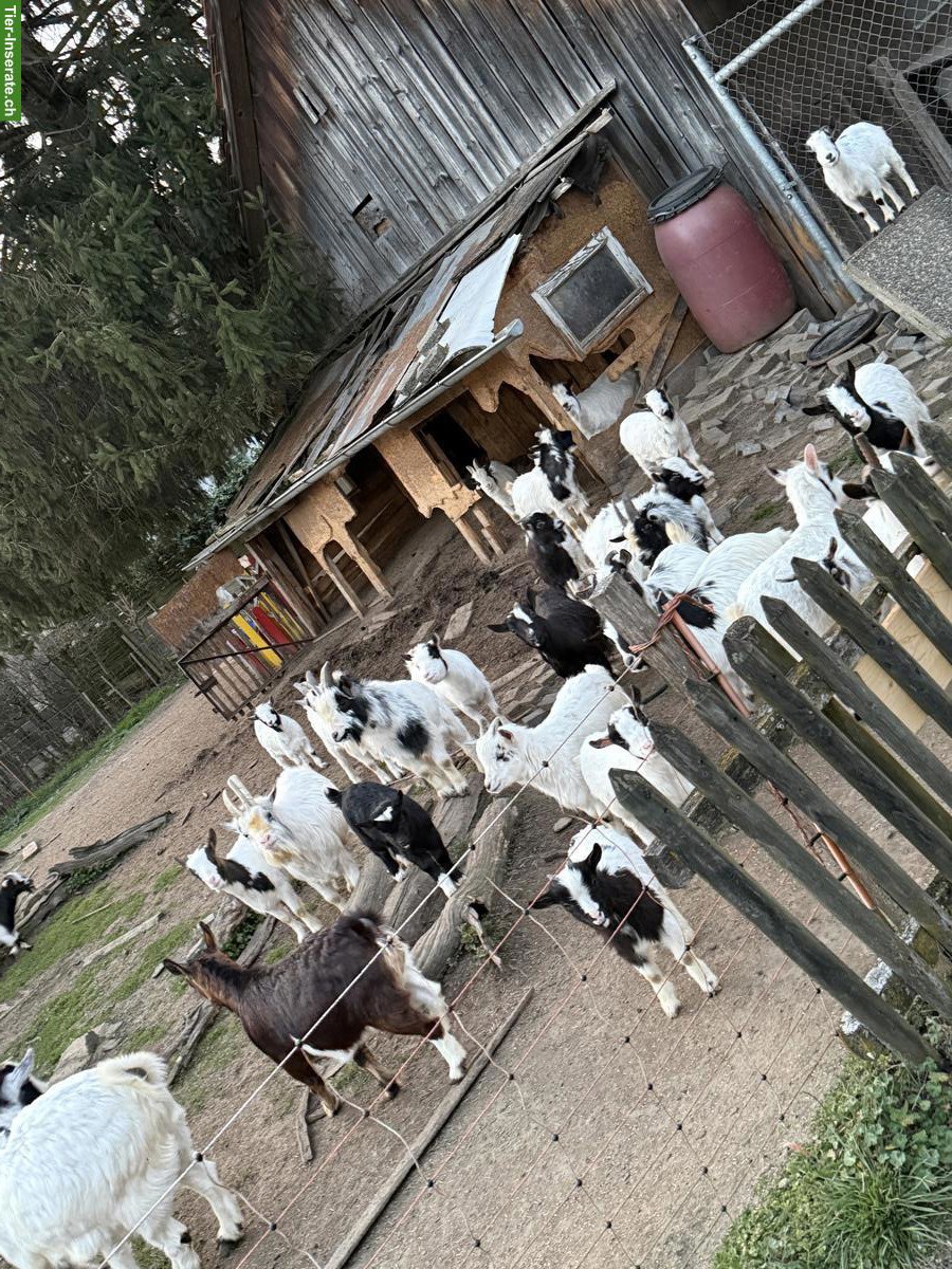 Ziegen GRATIS abzugeben