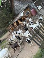 Ziegen gratis abzugeben