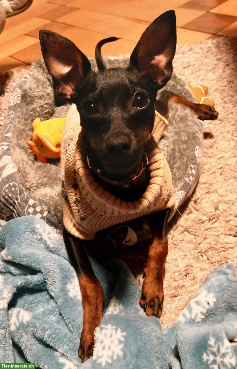 Junger Zwergpinscher sucht liebevolles Zuhause