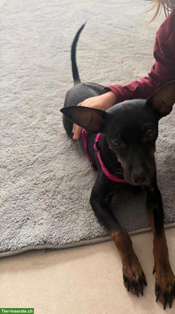 Bild 2: Junger Zwergpinscher sucht liebevolles Zuhause