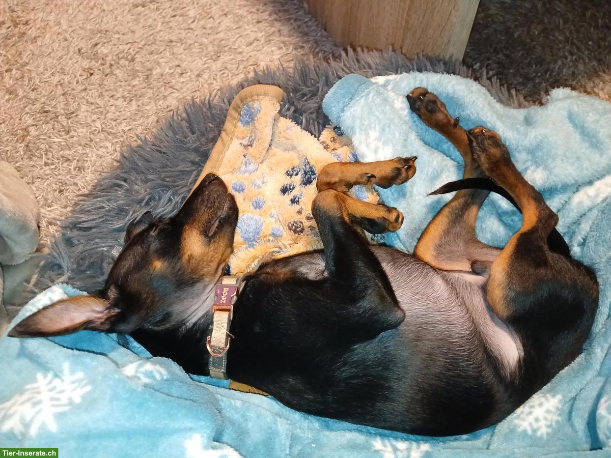 Bild 3: Junger Zwergpinscher sucht liebevolles Zuhause