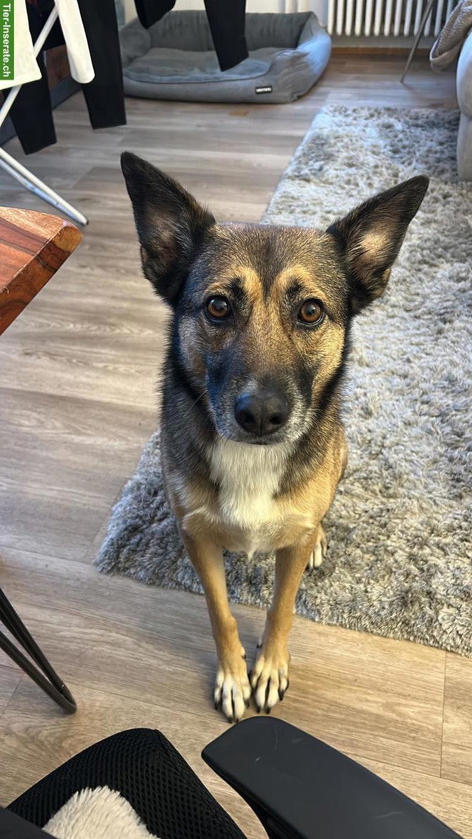 Bild 2: Suche Hundesitter in Umgebung Allschwil BL