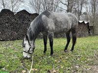 Mangalarga Marchador Stute, reinrassig