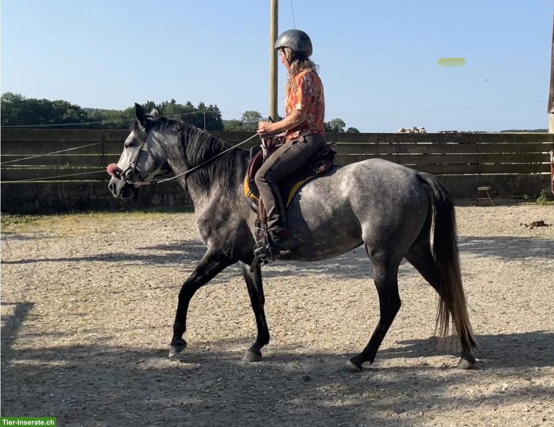 Bild 3: Mangalarga Marchador Stute, reinrassig