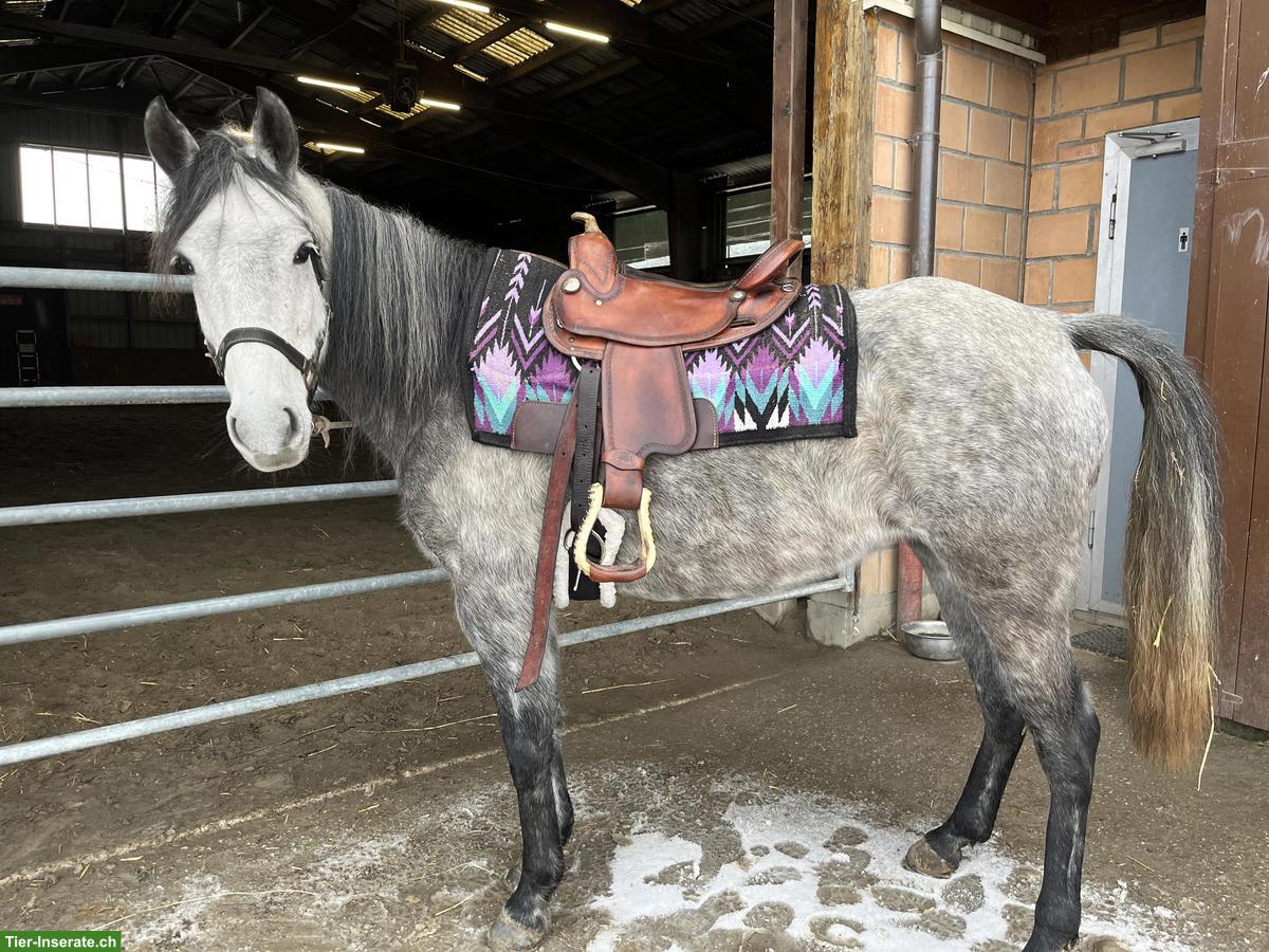 Bild 4: Mangalarga Marchador Stute, reinrassig