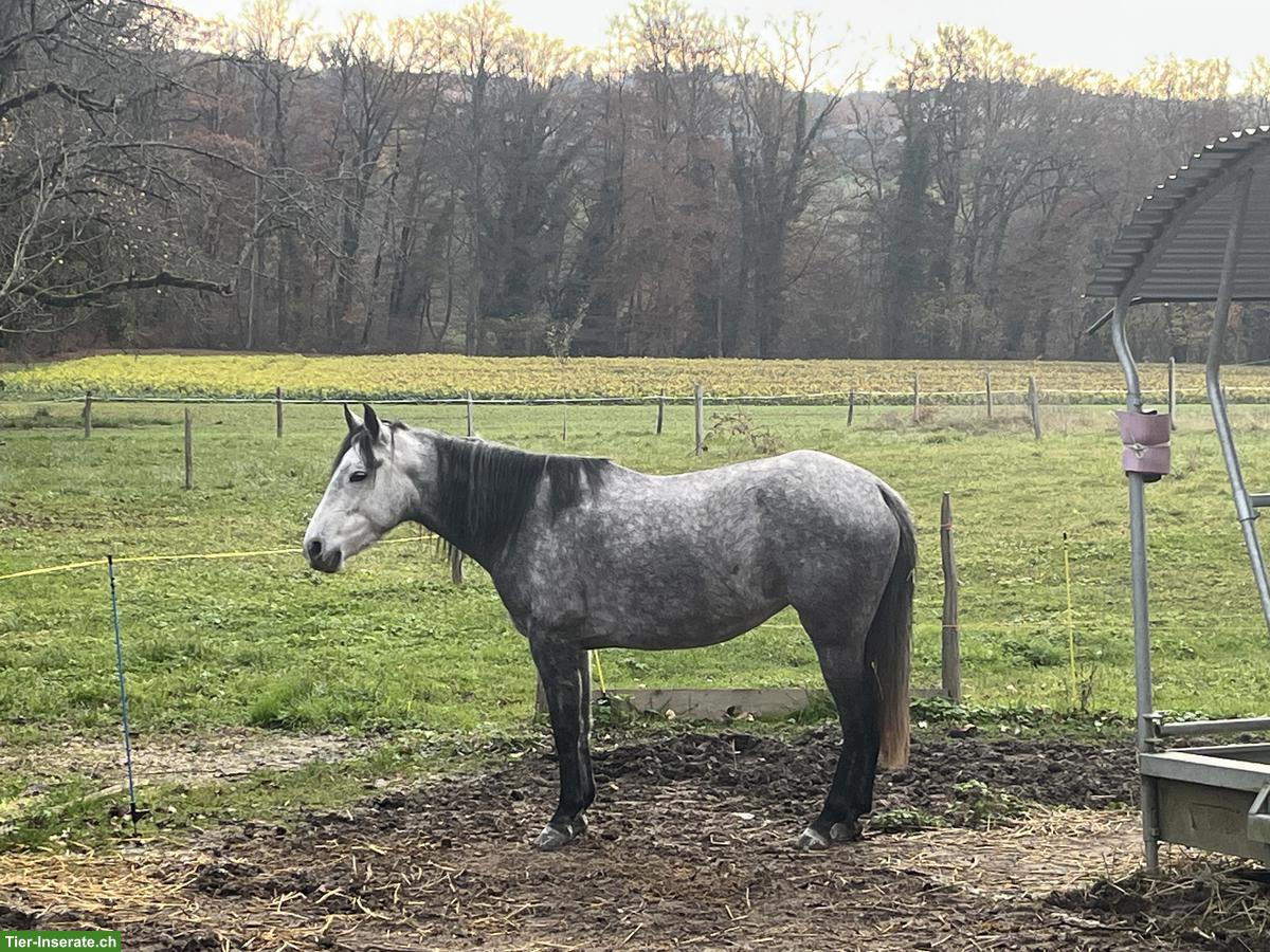 Bild 5: Mangalarga Marchador Stute, reinrassig
