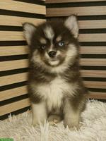 Junge Pomsky Welpen (Mini Husky) zu verkaufen
