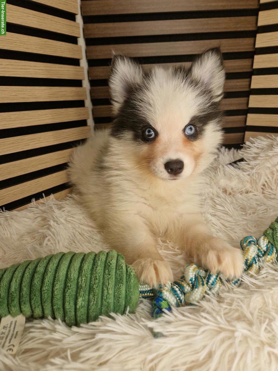 Bild 5: Junge Pomsky Welpen (Mini Husky) zu verkaufen