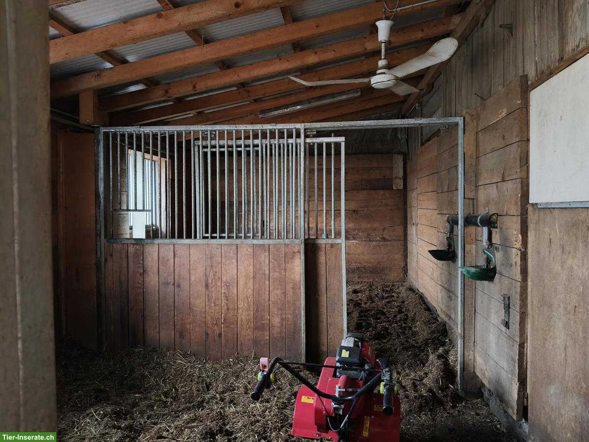 Bild 2: Pferdeboxen für Selbstversorger in Ibach SZ