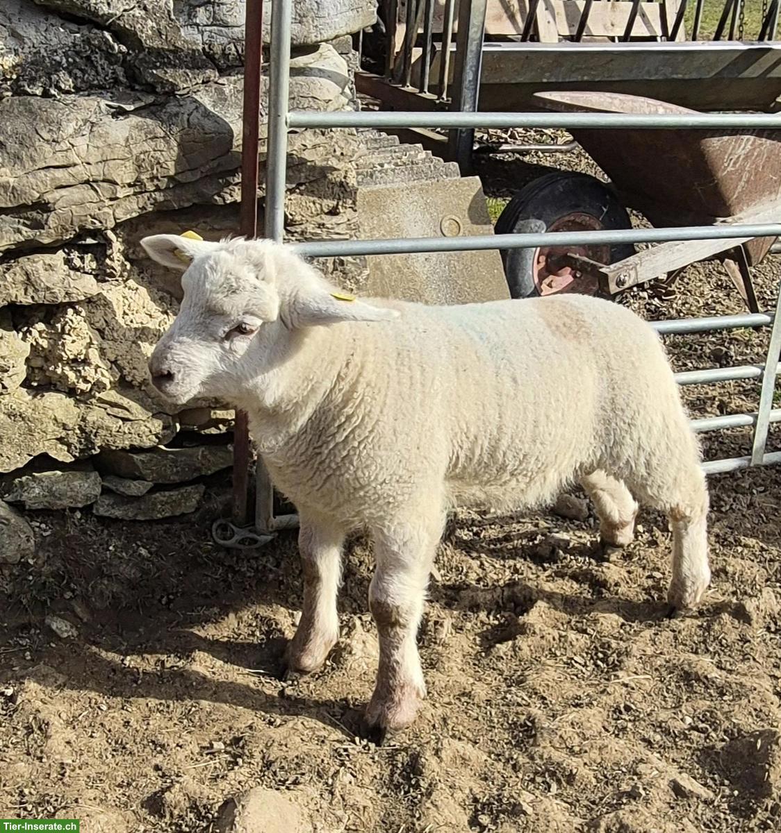 Texelschaf-Mischling, Jungbock zu verkaufen