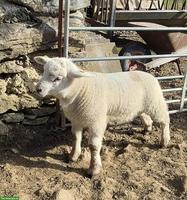 Texelschaf-Mischling, Jungbock zu verkaufen