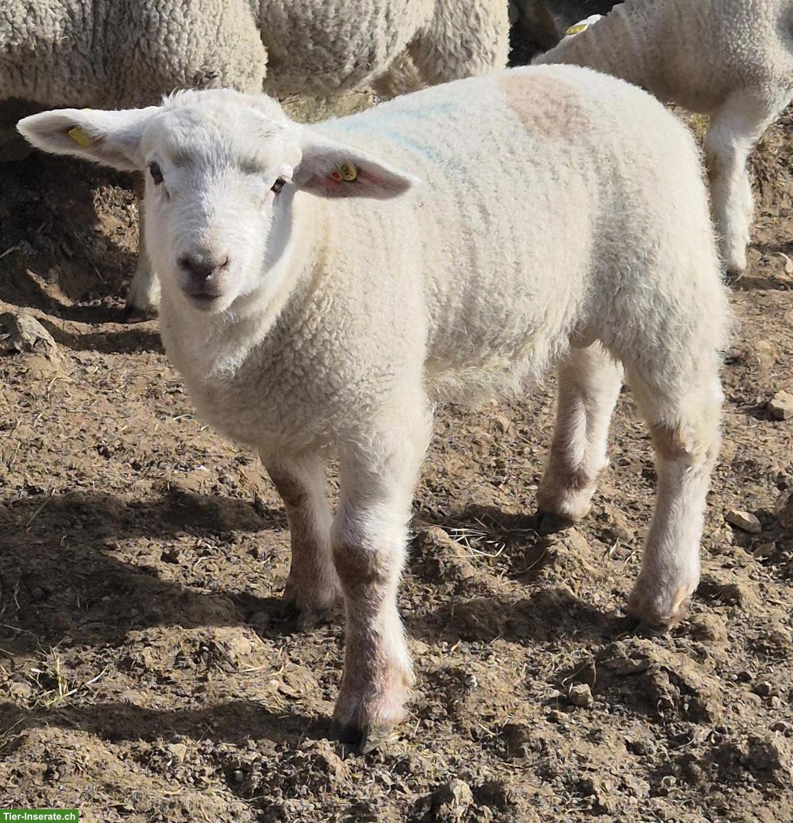 Bild 2: Texelschaf-Mischling, Jungbock zu verkaufen