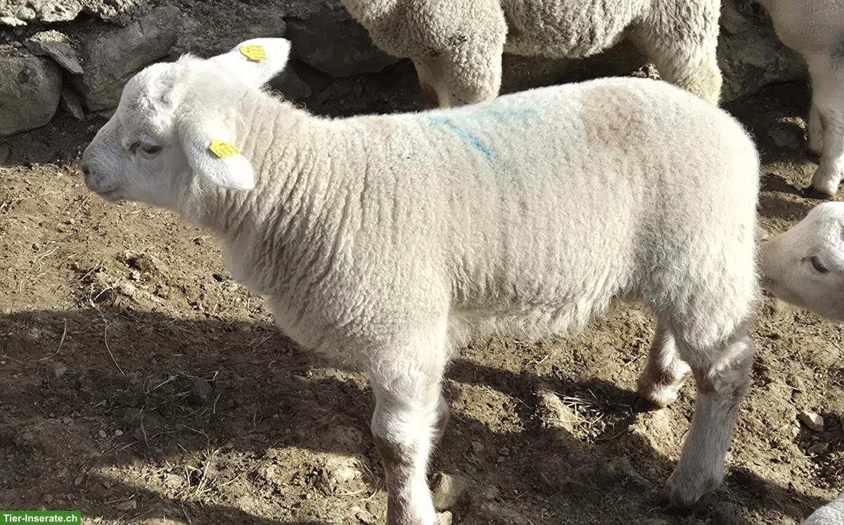 Bild 3: Texelschaf-Mischling, Jungbock zu verkaufen