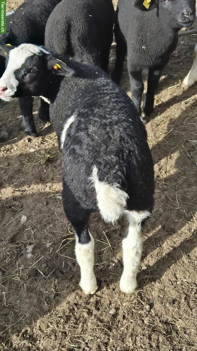 Texelschaf-Mix Jungbock zu verkaufen