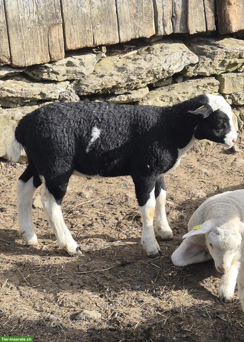Bild 2: Texelschaf-Mix Jungbock zu verkaufen