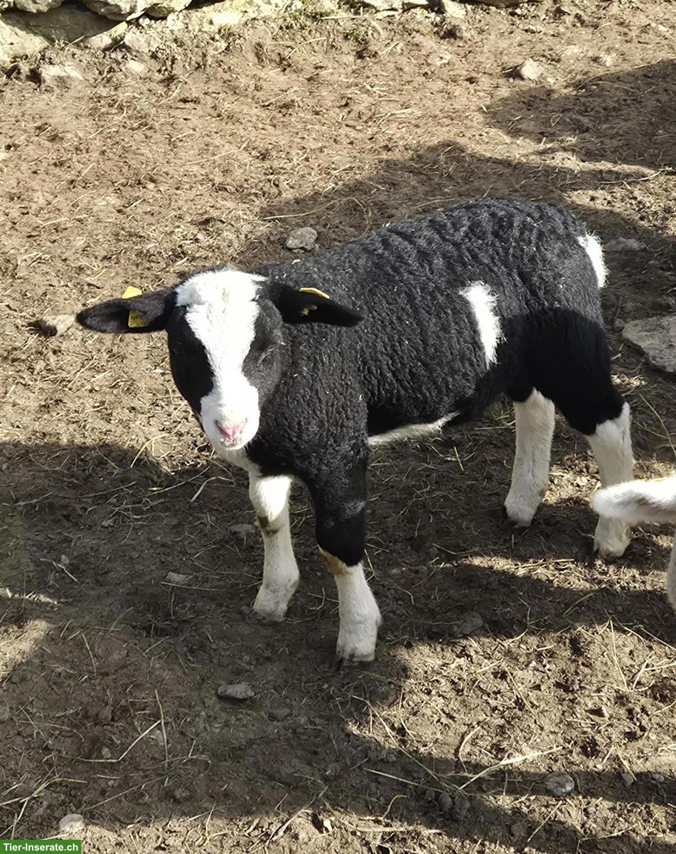 Bild 3: Texelschaf-Mix Jungbock zu verkaufen