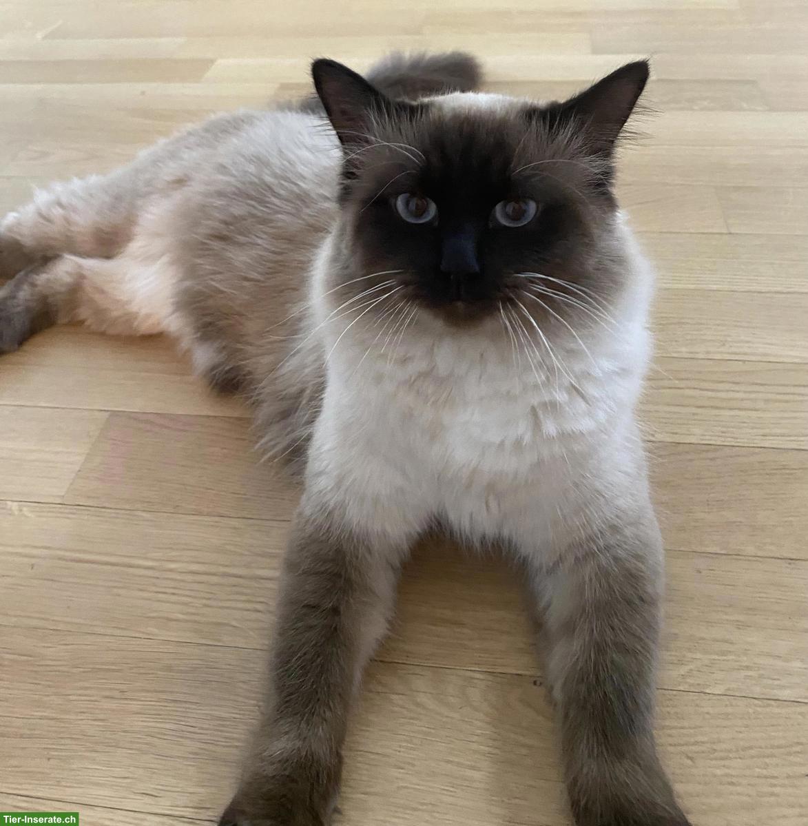 Schöner Birma Deckkater wartet auf weibliche Katzen